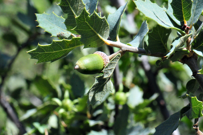 Emory Oak fruit are acorns which are valuable and readily eaten by deer, Javelina, turkey, squirrels, other mammals and birds including Acorn Woodpeckers, Quail and Band-tailed Pigeon. Quercus emoryi 